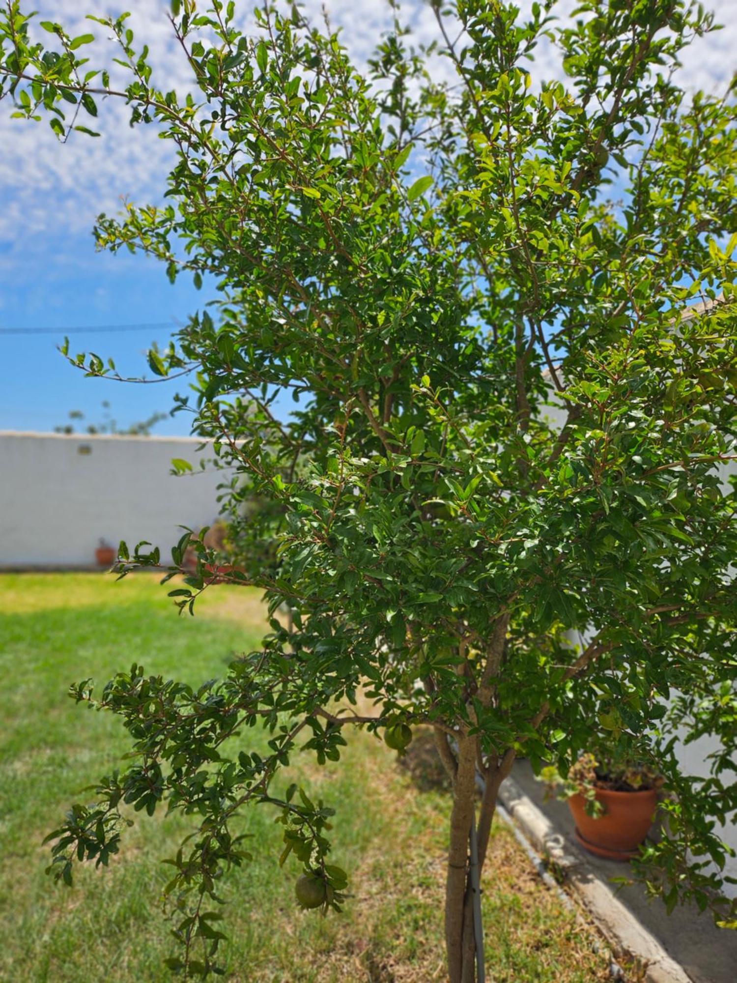 Villa Nonina Chiclana de la Frontera Buitenkant foto